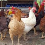 Manfaat Ternak Ayam Kampung Yang Perlu Anda Ketahui