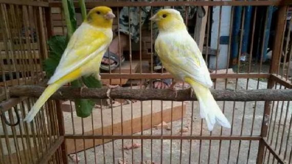 Cara Ternak Burung Parkit dan Perawatannya Lengkap